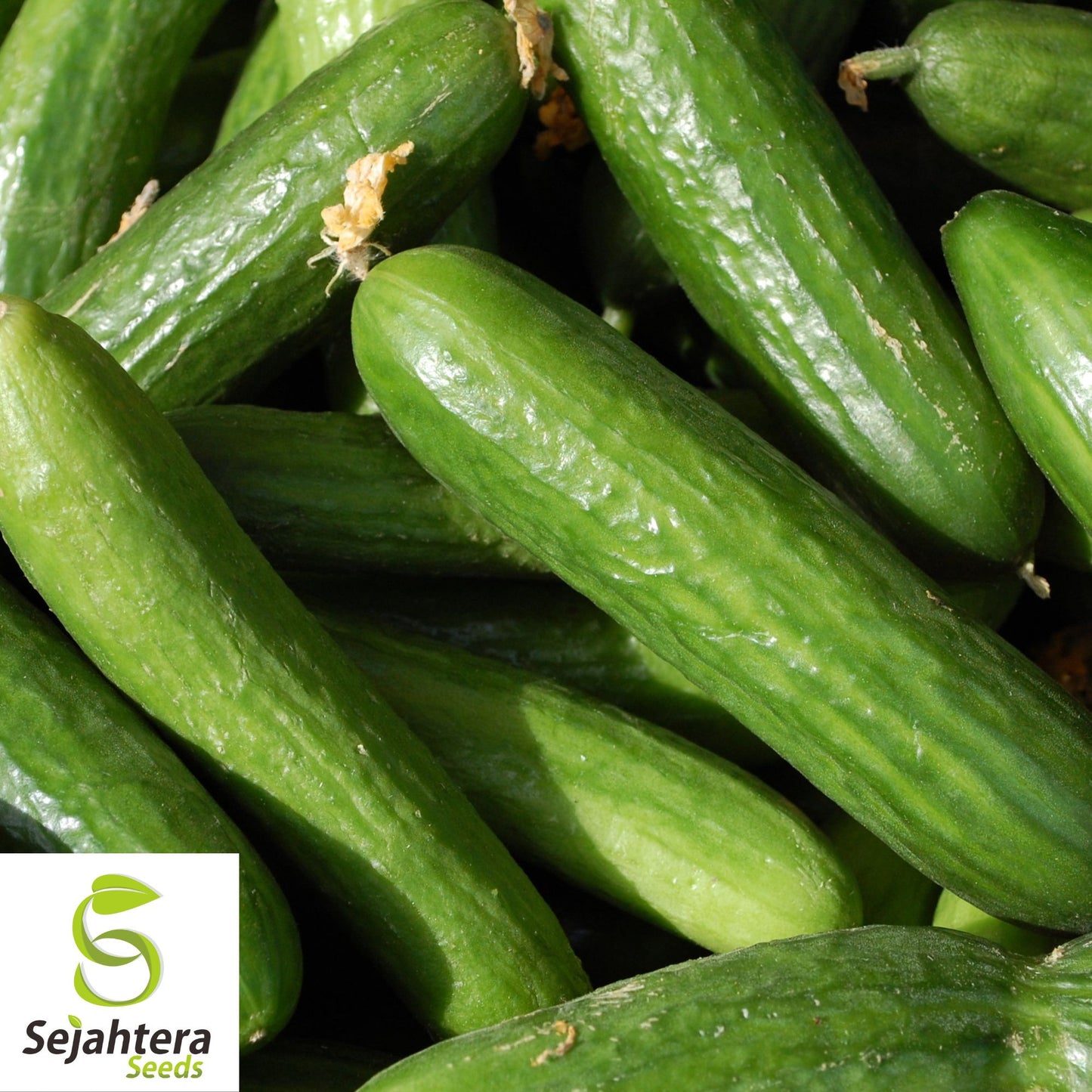 50+ Muncher Cucumber Seeds - Heirloom, Non-GMO & Sweet Snacking Variety