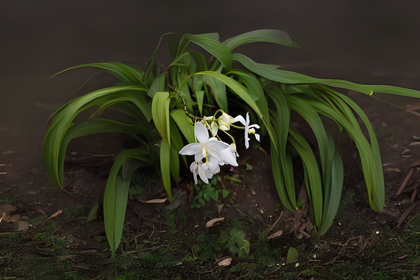 Spathoglottis plicata 'Yellow' Ground Orchid | 6in Pot | Vibrant Yellow Flowers | Easy Care Indoor/Outdoor Plant