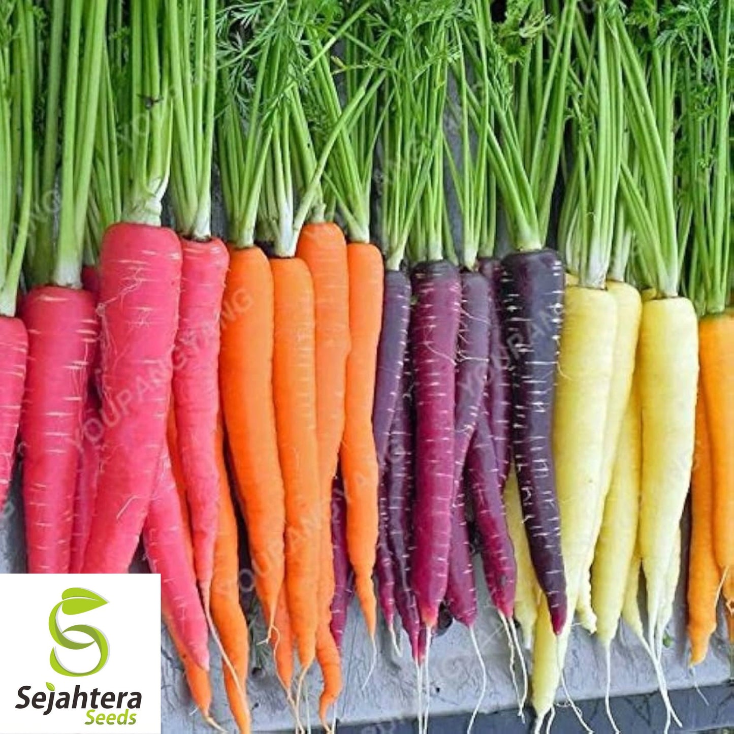 300 Rainbow Carrot Seeds - Non-GMO, Vibrant & Sweet Heirloom Variety