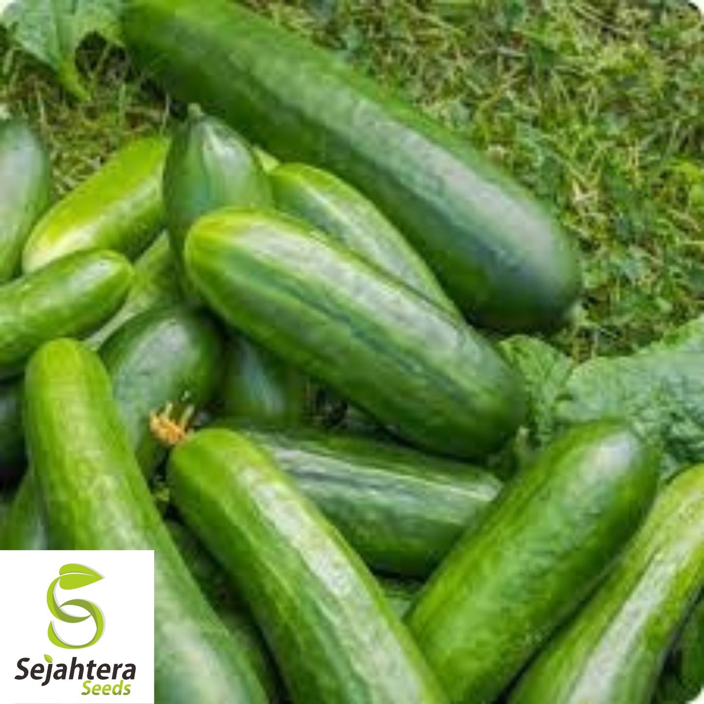 50+ Muncher Cucumber Seeds - Heirloom, Non-GMO & Sweet Snacking Variety