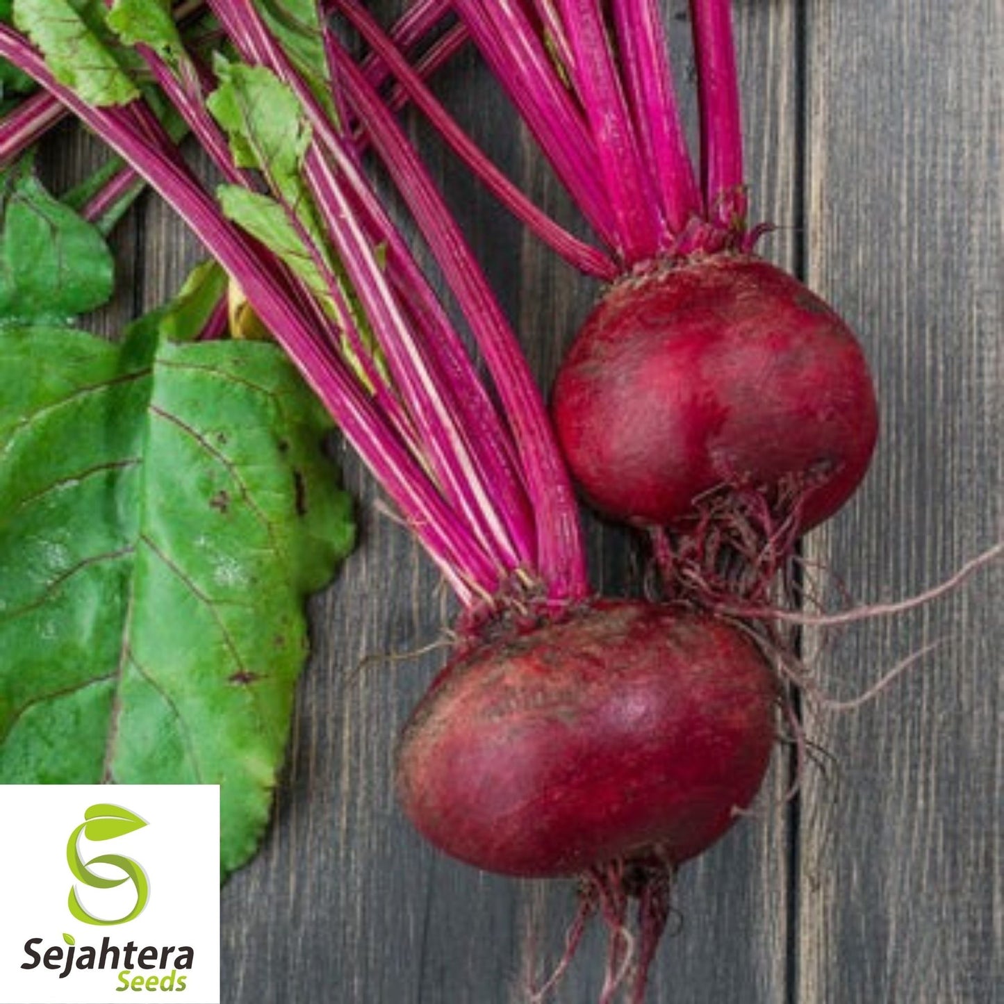Crosby’s Egyptian Beet Seeds 100 Ct | Heirloom Vegetable NON-GMO USA