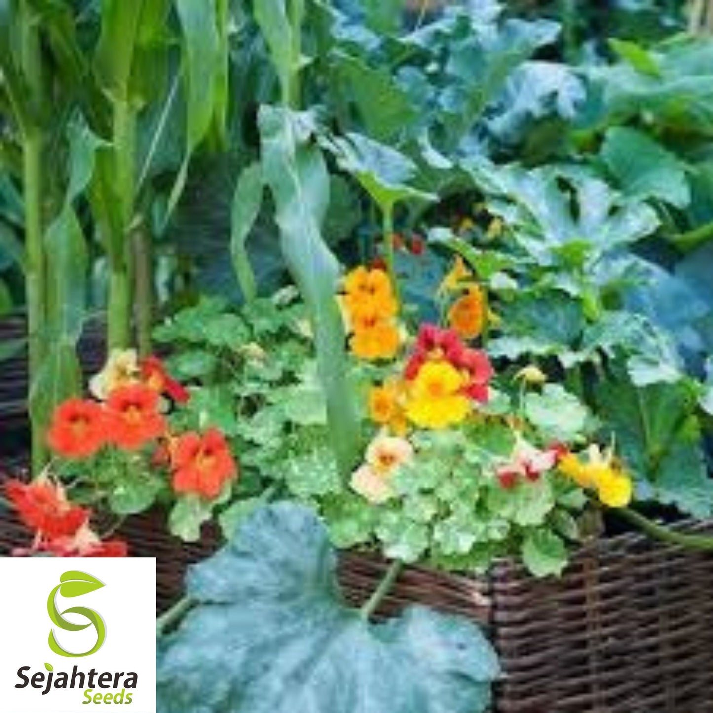 25 Nasturtium Seeds (Mix) | Rock Cress Climbing Edible Flowers