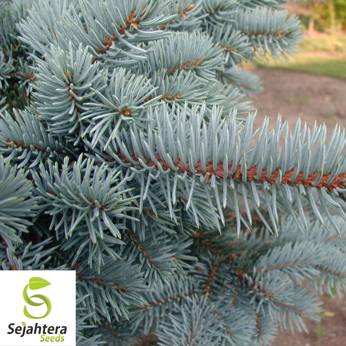 Christmas Day Spruce Seeds {Picea meyeri} Blue Needles 20 Seeds