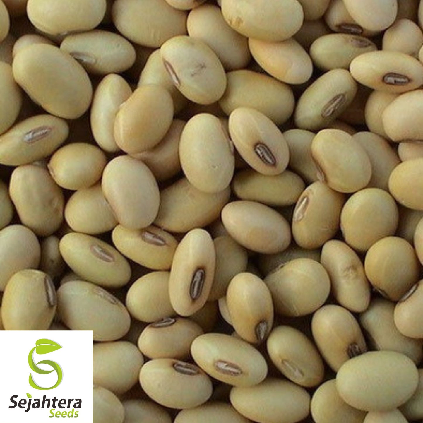 Non-GMO Soybean Seeds 700+ | Microgreen Sprout, Planting Seeds