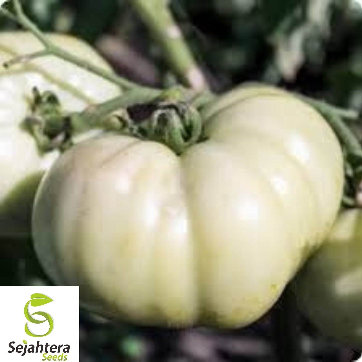 120+ Great White Tomato Seeds - Heirloom, Organic, Rare & Sweet Beefsteak Variety