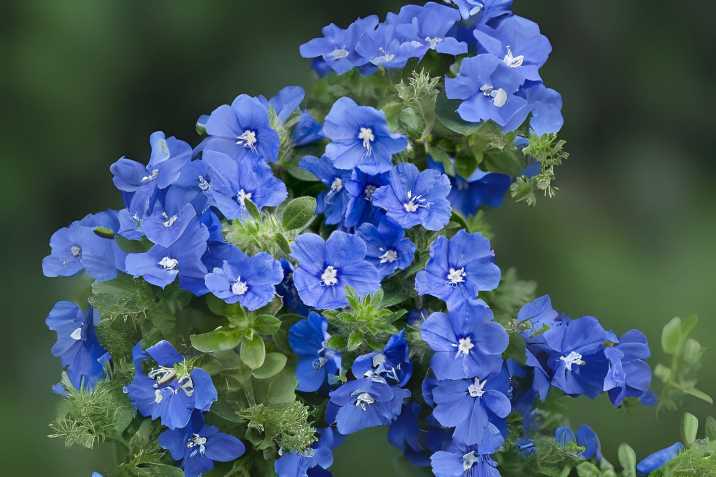 LARGE LIVE Blue My Mind Dwarf Morning Glory Plant, Vibrant Blue Flowers, Evolvulus Hybrid, 6in Pot Size