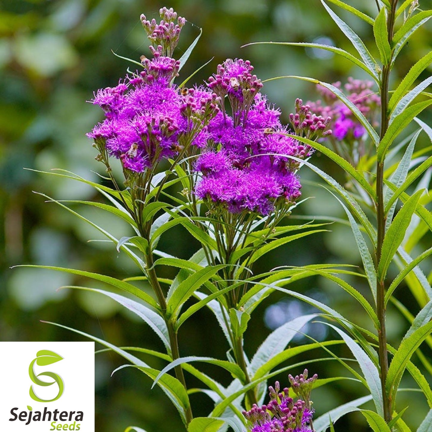 100+ Ironweed Seeds - Vernonia fasciculata, Medicinal Herb, Purple Wildflower