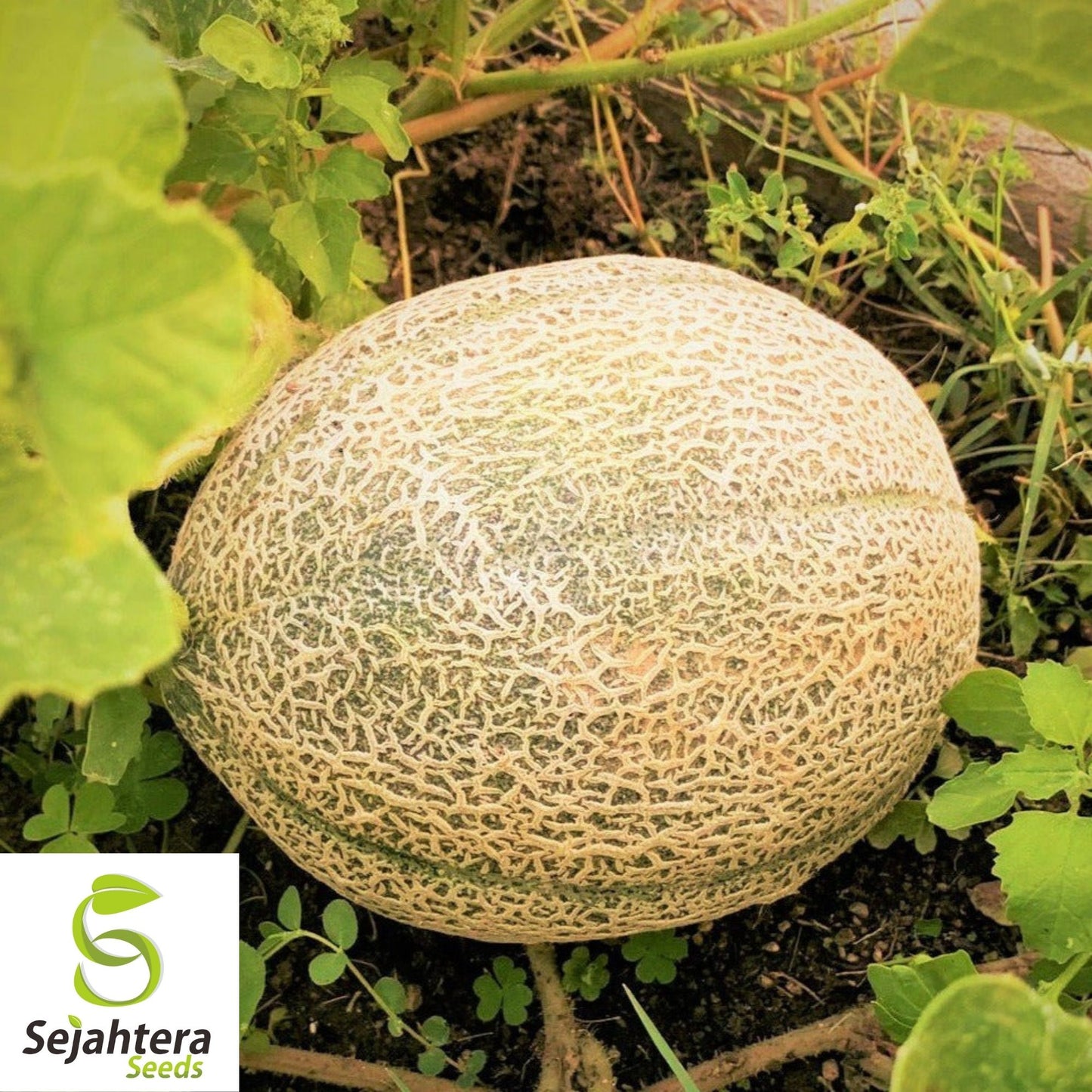 Hale's Best Jumbo Cantaloupe Seeds 50+ | Sweet Melon Fruit NON-GMO USA