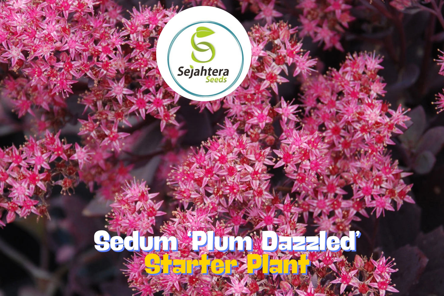 Sedum Plum Dazzled Sunsparkler Series Hardy Succulent Live Plant