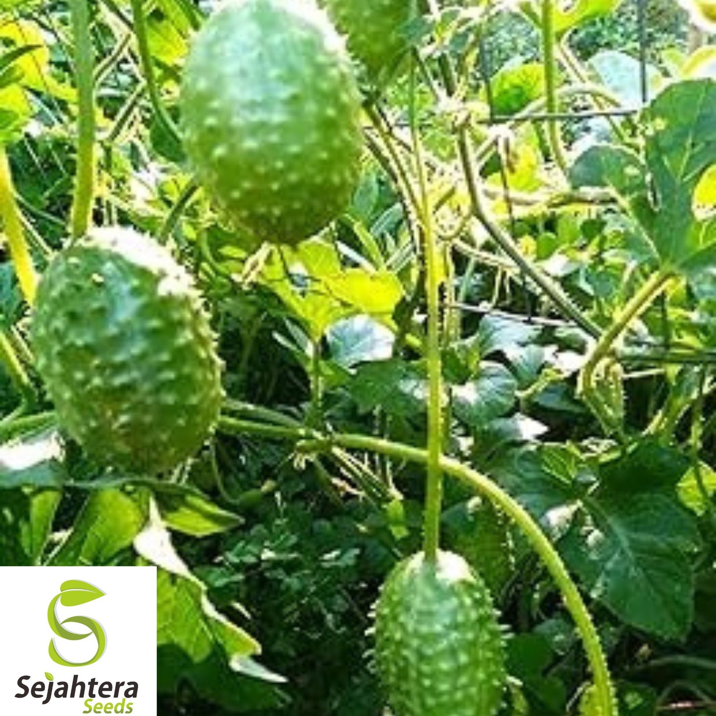 100+ West Indian Gherkin Seeds – Rare Burr Spike Cucumber, Non-GMO, High-Yield
