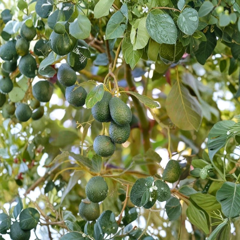 Avocado Tree – Persea americana Live Avocado Seedling | 15” Tall – Trimmed & Ready to Plant Tropical Fruit Tree • Garden or Container Growing