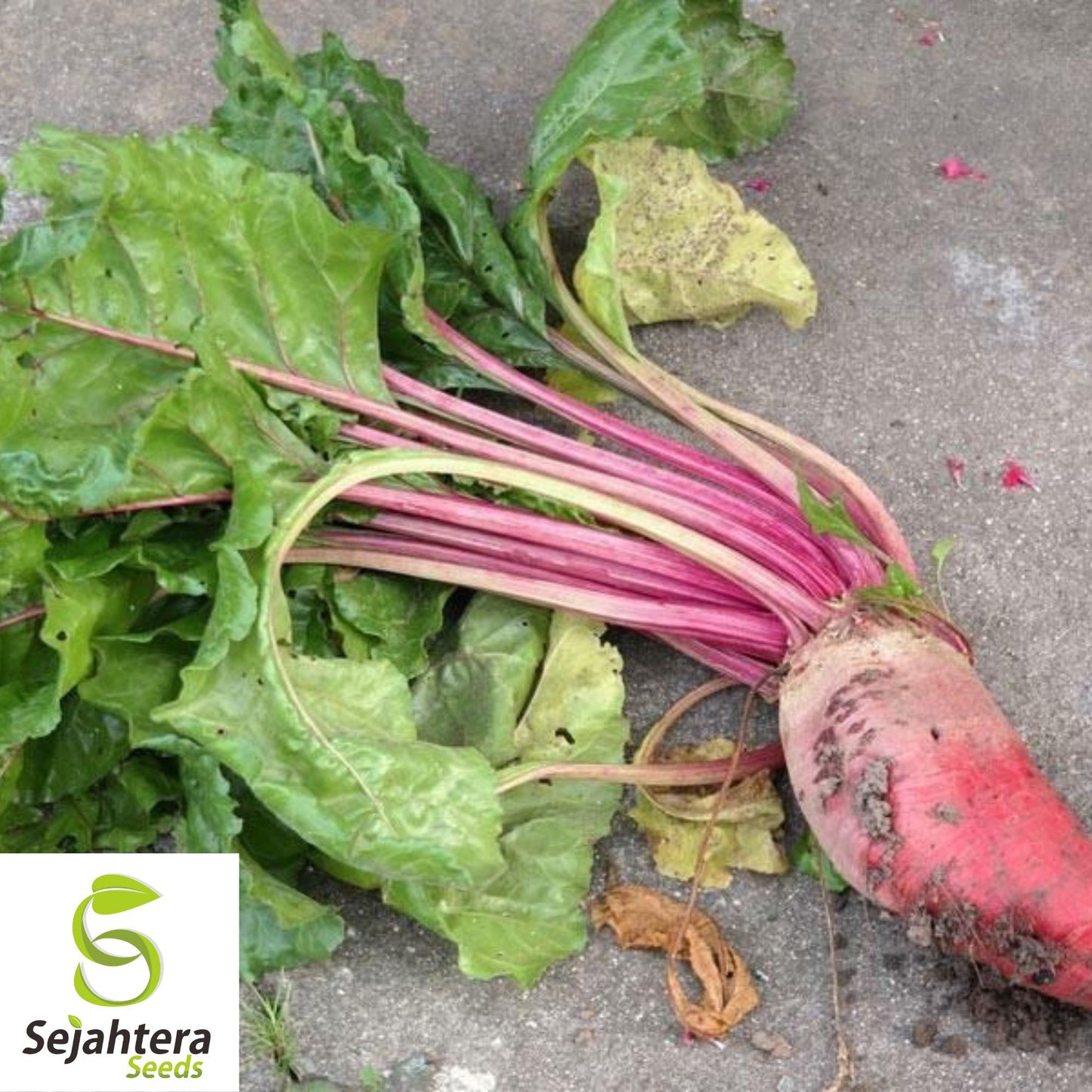 100 Red Mammoth Mangel Beet Seeds - Non-GMO, Heirloom & High-Yield Variety