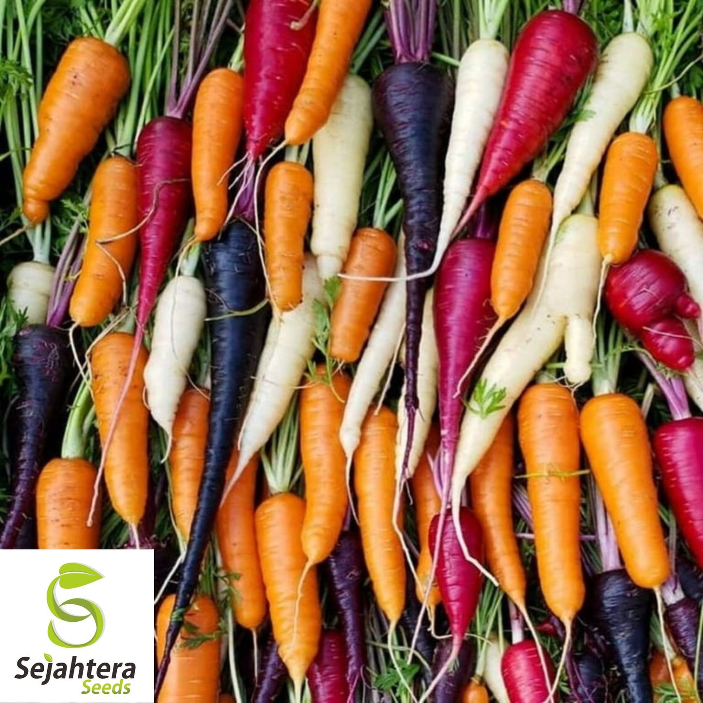 300 Rainbow Carrot Seeds - Non-GMO, Vibrant & Sweet Heirloom Variety