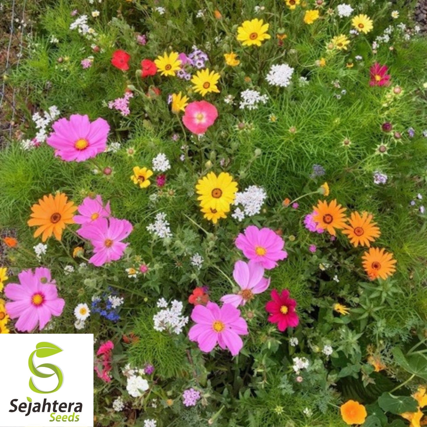 100+ Monarch Butterfly Wildflower Mix Seeds - Colorful Blooms & Milkweed