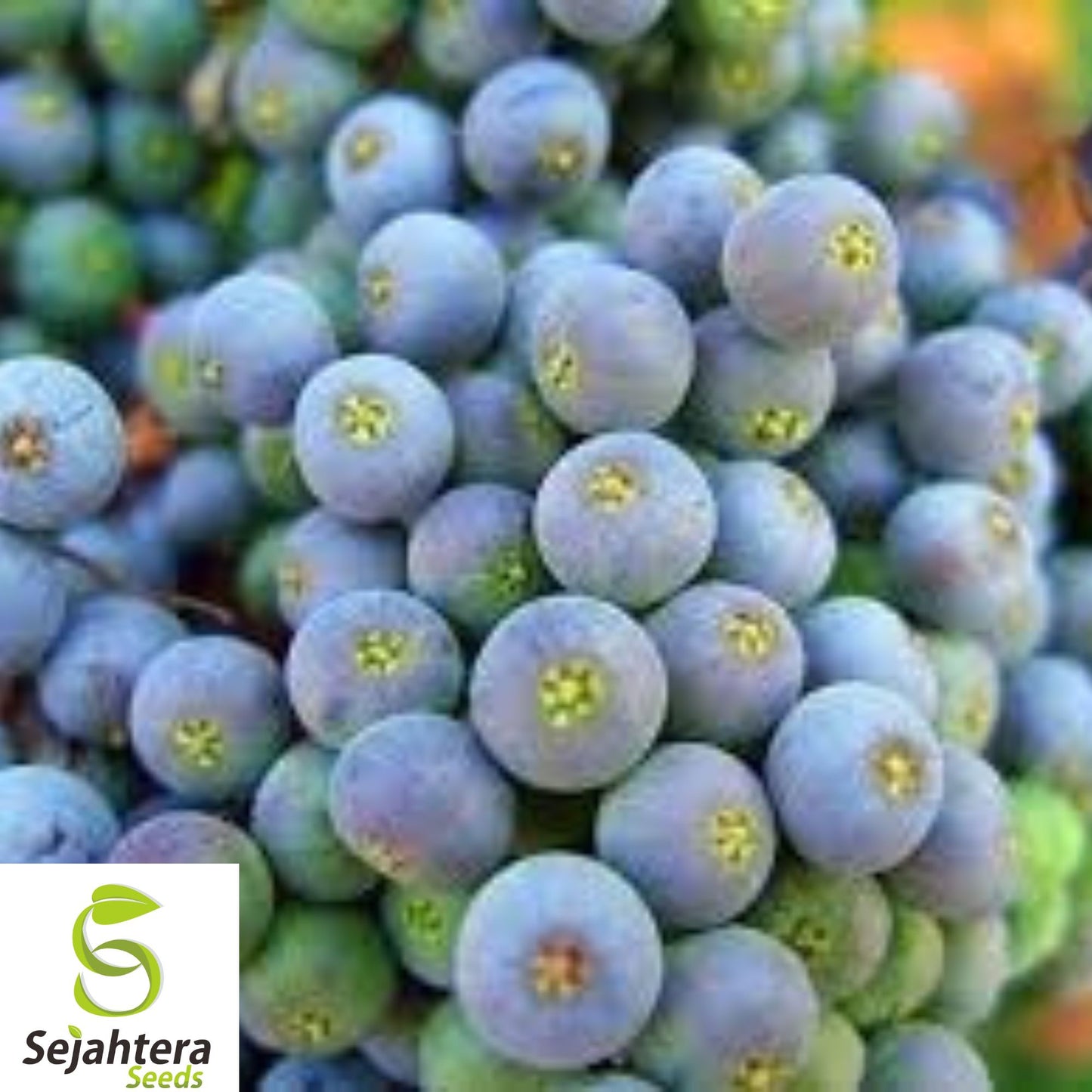 150+ Blue Elderberry Seeds - Sambucus Caerulea, Medicinal, Hardy, Non-GMO