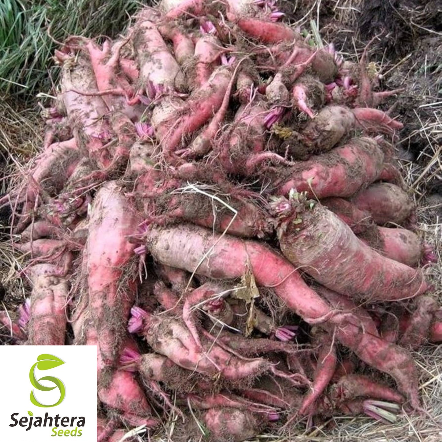 100 Red Mammoth Mangel Beet Seeds - Non-GMO, Heirloom & High-Yield Variety