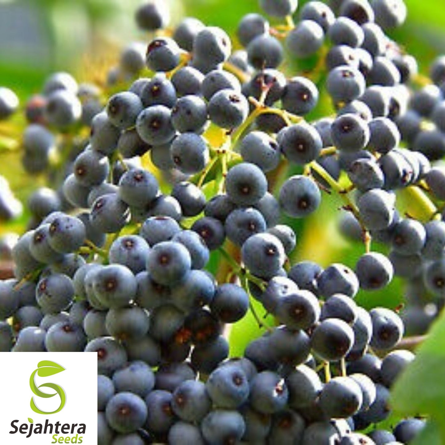 150+ Blue Elderberry Seeds - Sambucus Caerulea, Medicinal, Hardy, Non-GMO