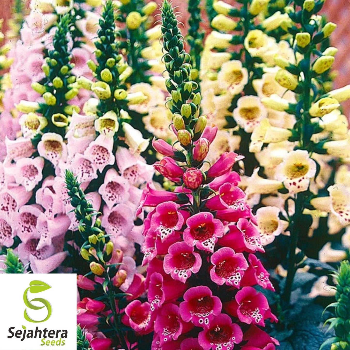 Foxglove Foxy Mix Seeds 500+ | Digitalis Mixed Biennial Flower USA
