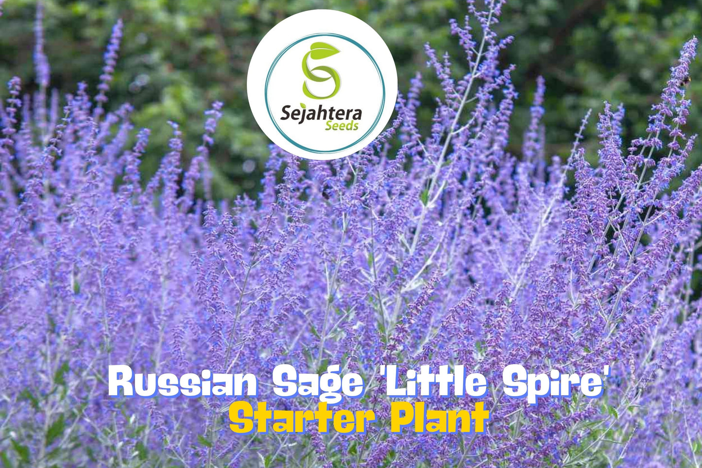 Perovskia Russian Sage Little Spire Hardy Live Starter Plant
