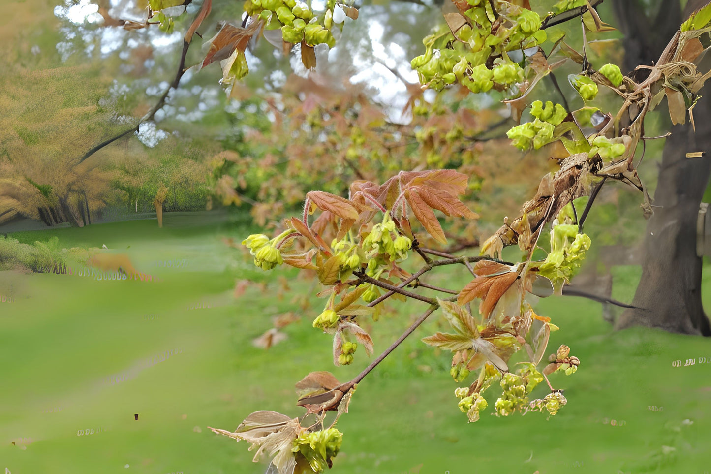 Paper Bark Paperbark Maple (Acer griseum winged)