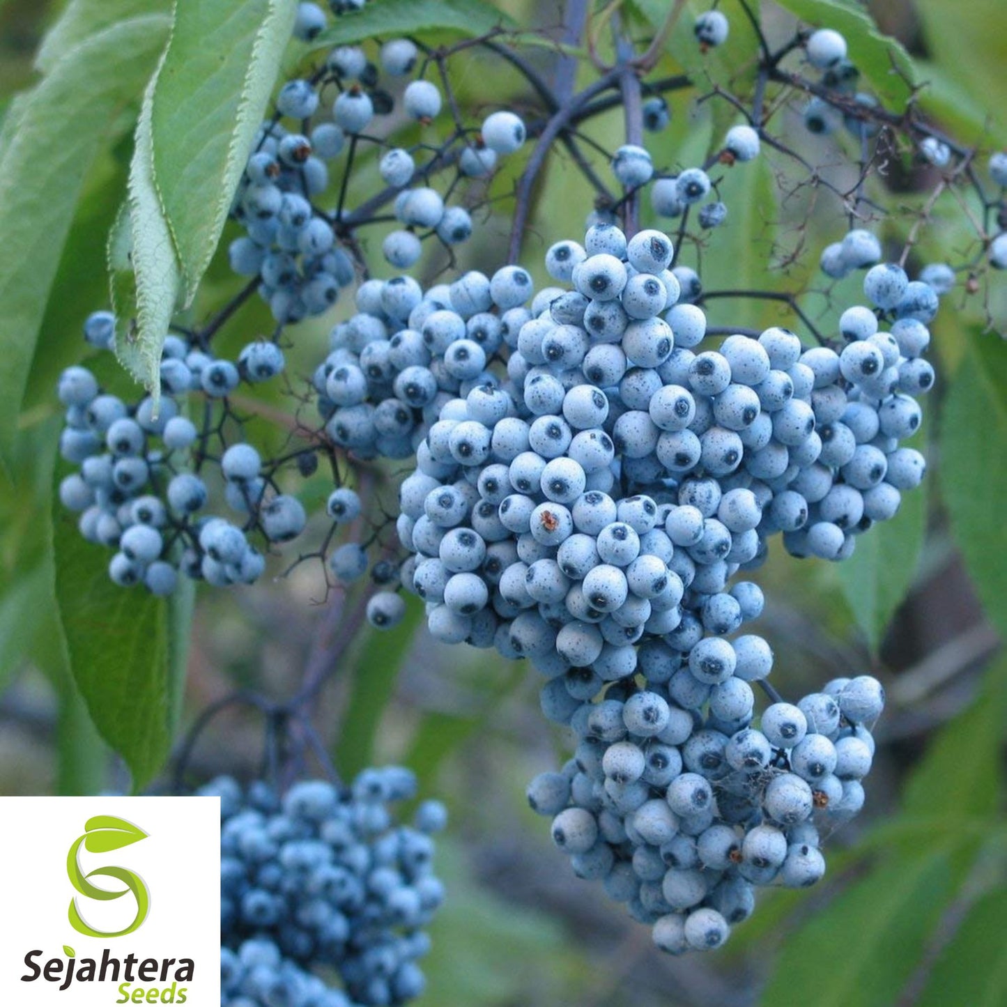 150+ Blue Elderberry Seeds - Sambucus Caerulea, Medicinal, Hardy, Non-GMO