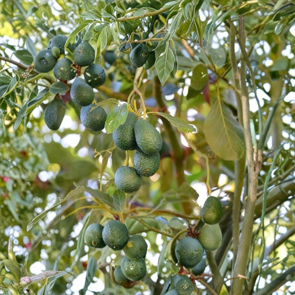 Avocado Tree – Persea americana Live Avocado Plant | 10” Tall – Includes Pot Tropical Fruit Tree Starter • Ready to Plant