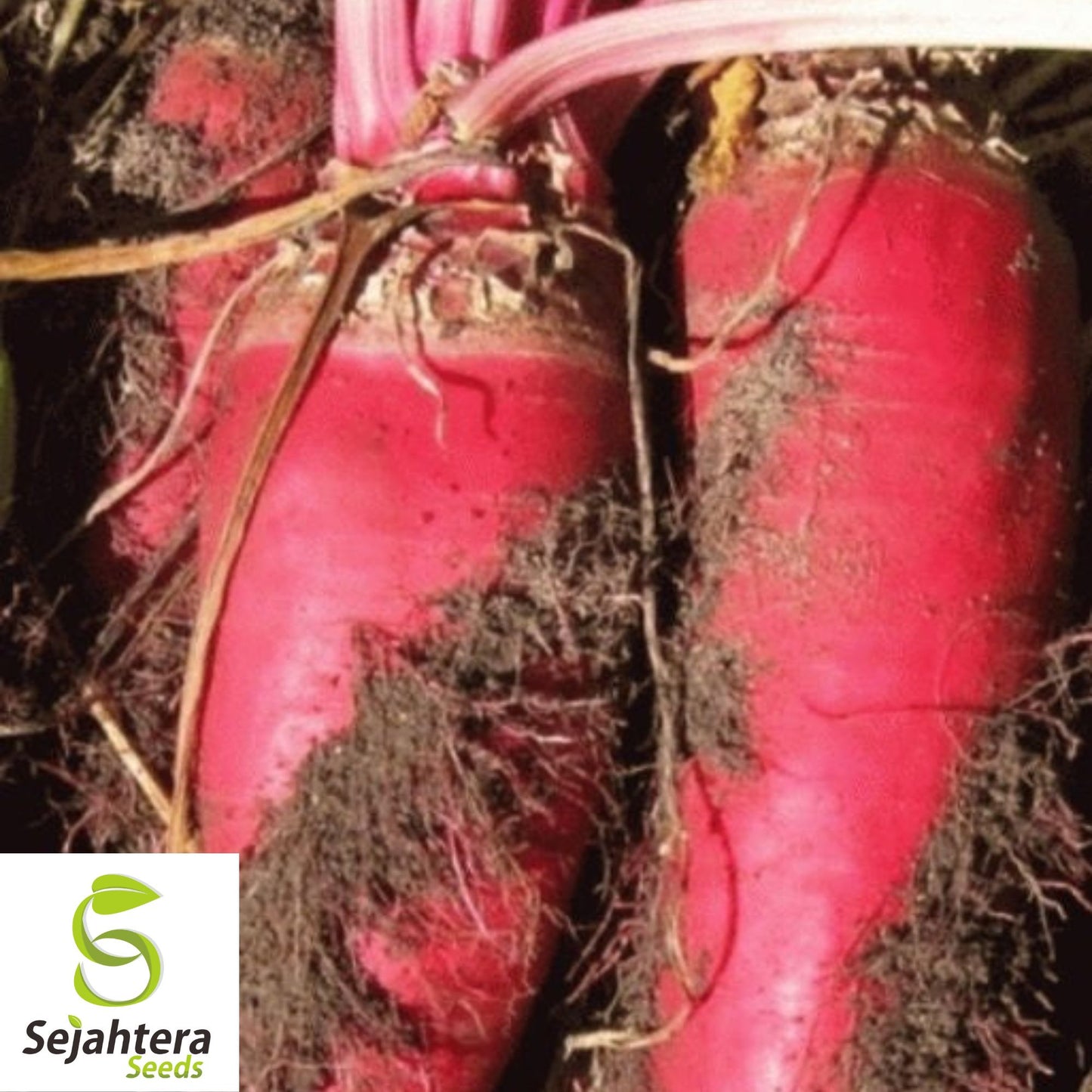 100 Red Mammoth Mangel Beet Seeds - Non-GMO, Heirloom & High-Yield Variety