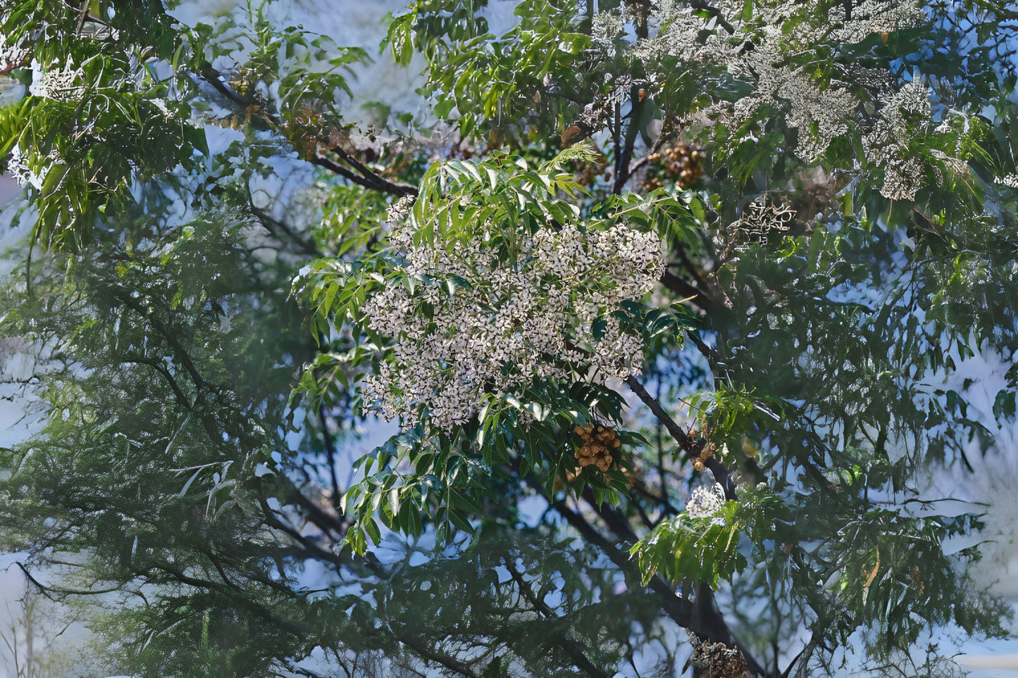 Bead Chinaberry Chinaberrytree Persian Pride India (Melia azedarach)