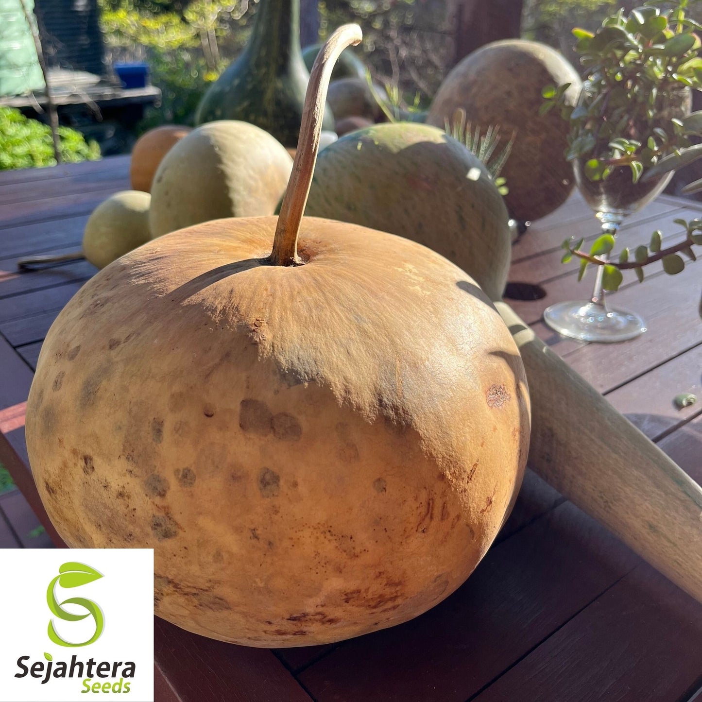 Bushel Gourd Seeds 5 Ct | GIANT Heirloom Vegetable Garden NON-GMO USA
