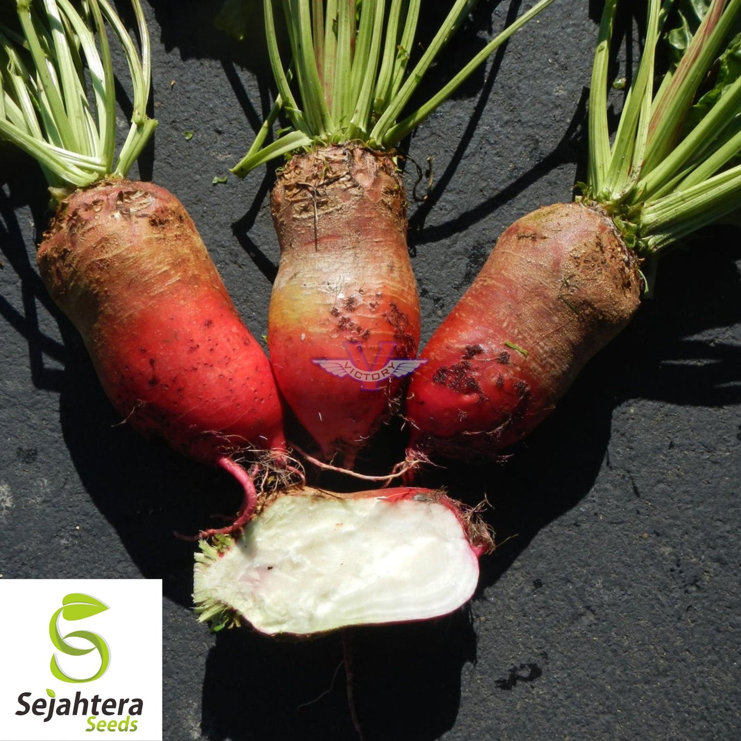 100 Red Mammoth Mangel Beet Seeds - Non-GMO, Heirloom & High-Yield Variety
