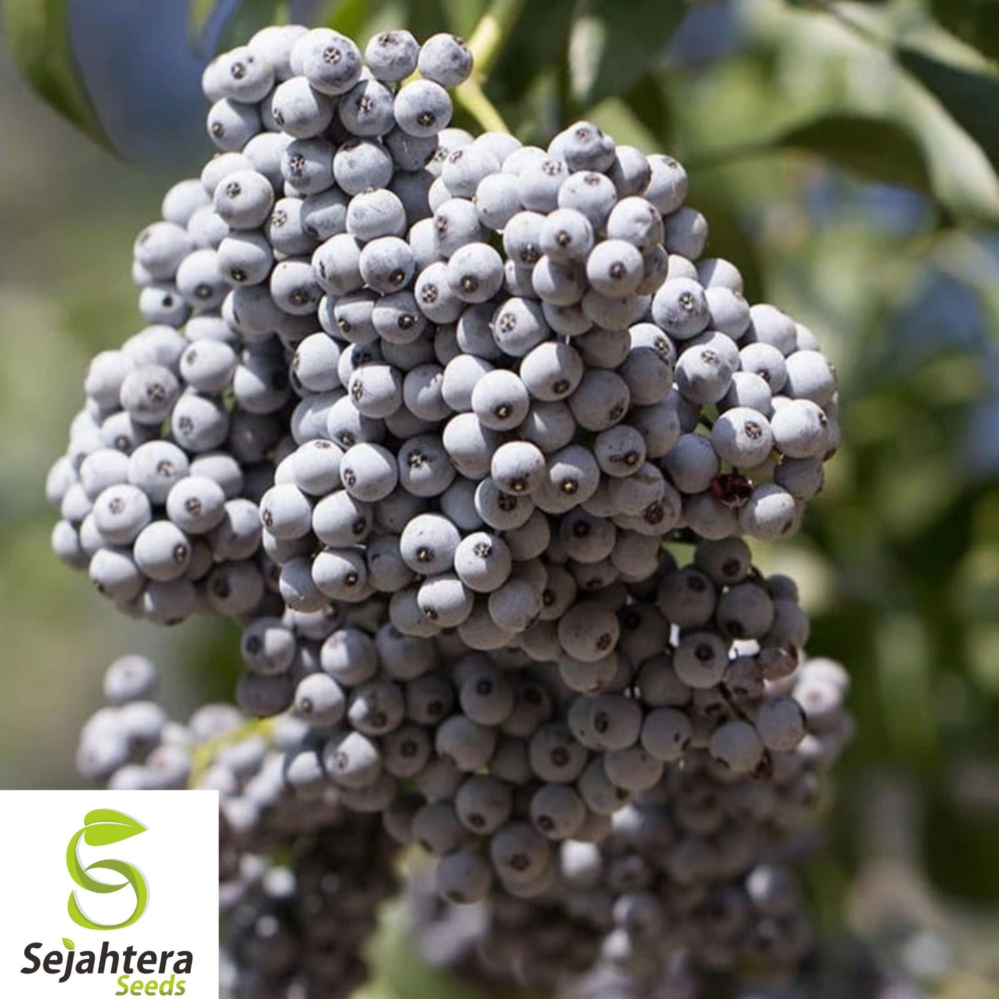 150+ Blue Elderberry Seeds - Sambucus Caerulea, Medicinal, Hardy, Non-GMO