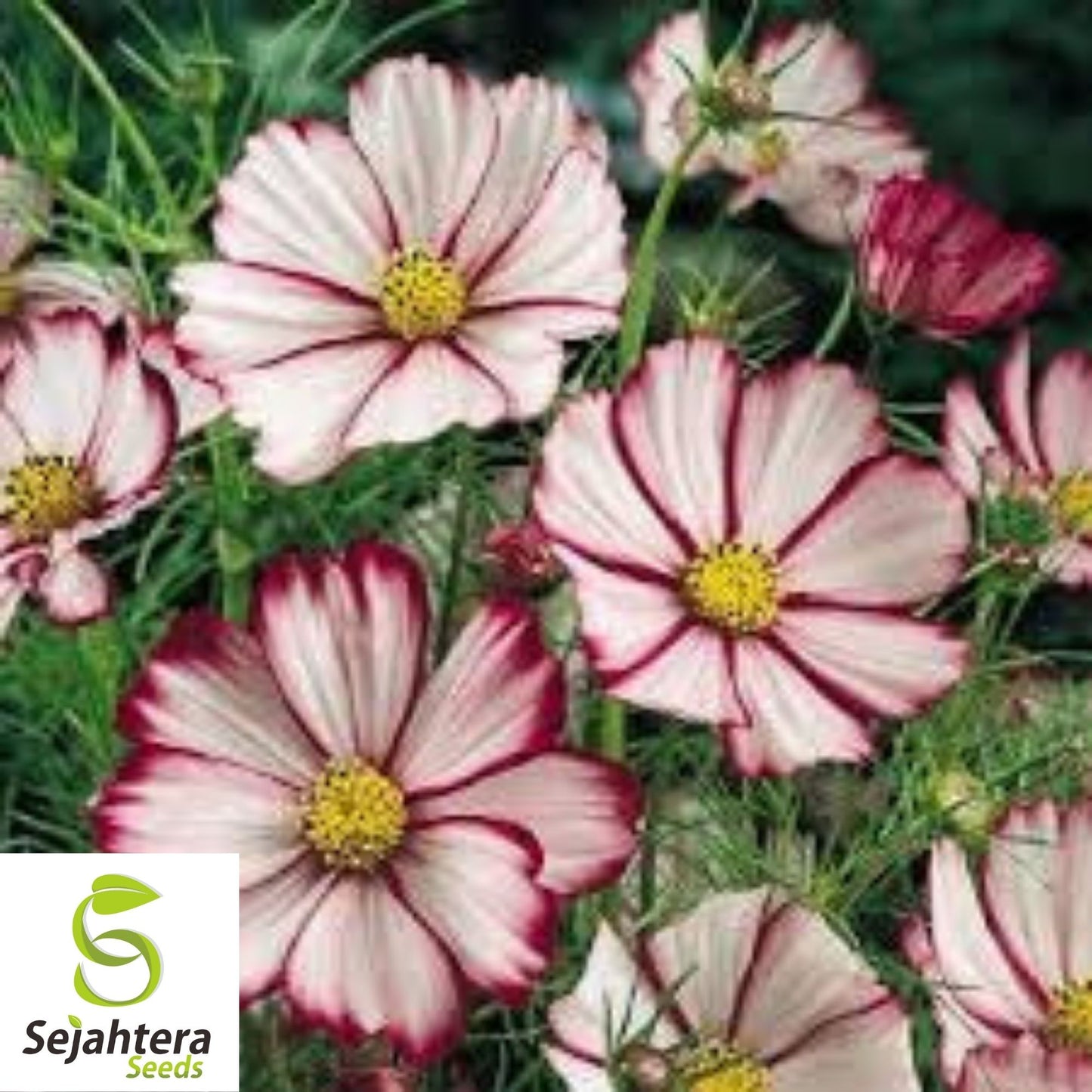 100 Cosmos Picotee Seeds - Cosmo Bipinnatus, Stunning Flowers, USA