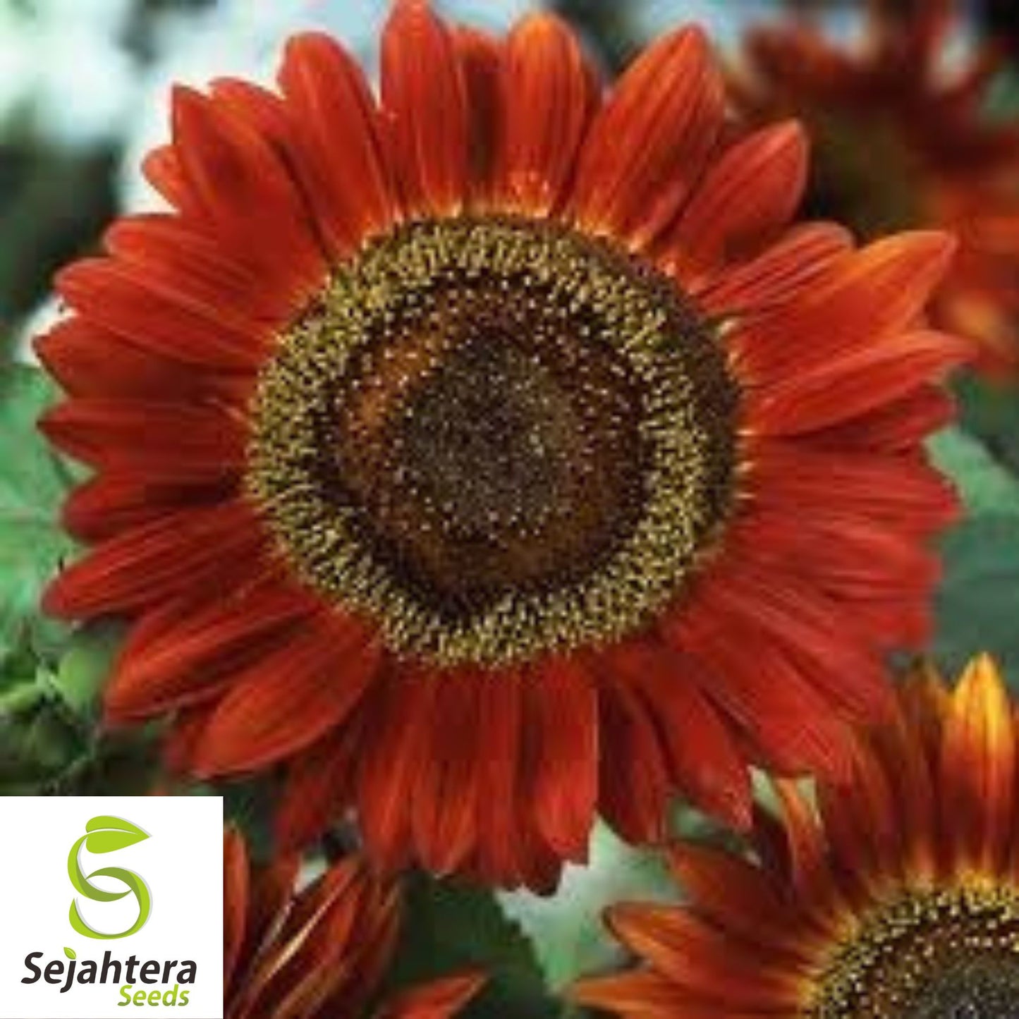 Red Sun Sunflower Seeds - 25+ Heirloom, Non-GMO, Rare & Beautiful Blooms