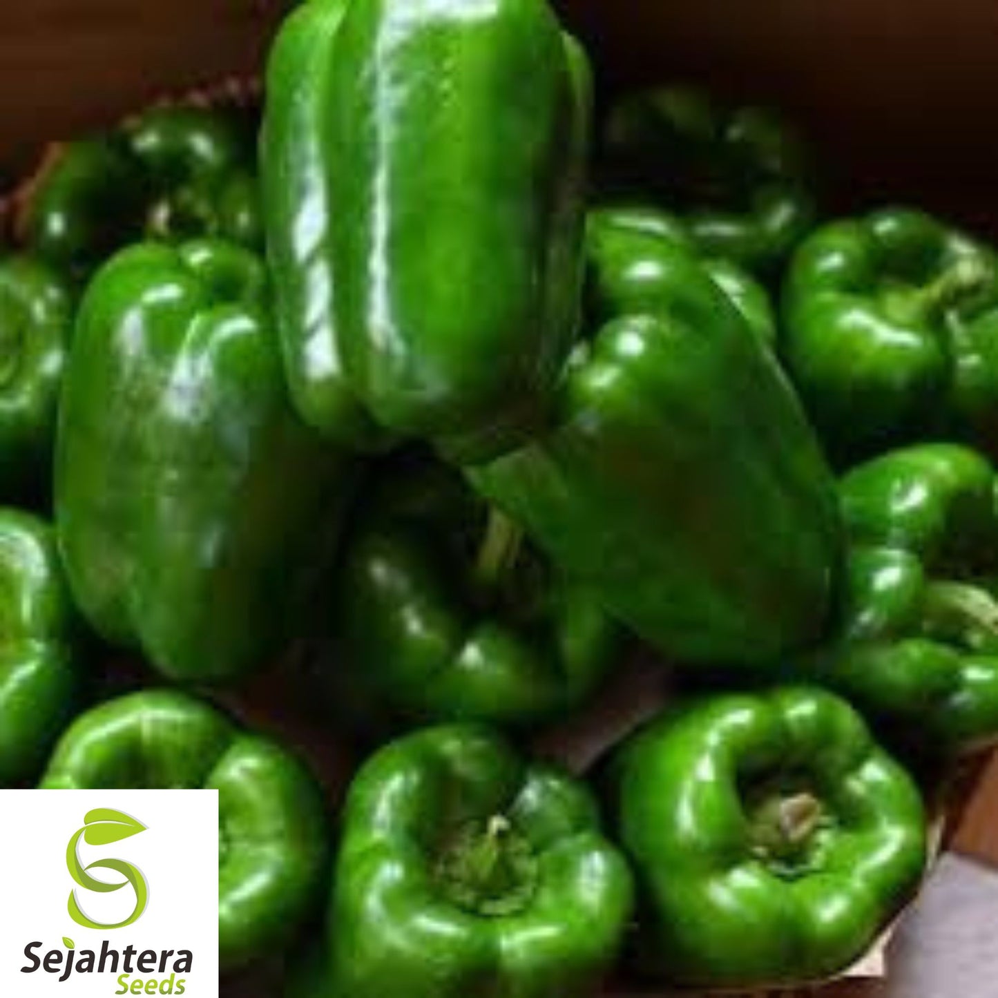 10+ California Wonder Bell Pepper Seeds - Heirloom, Non-GMO, Sweet & Fresh