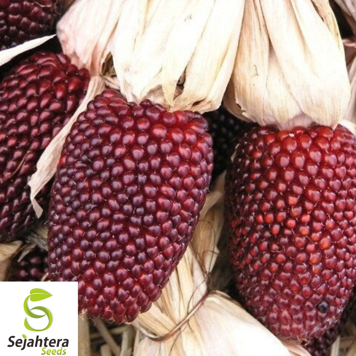 120+ Strawberry Ruby Corn Seeds – Heirloom, Organic, Rare Popcorn, Sweet & Nutty