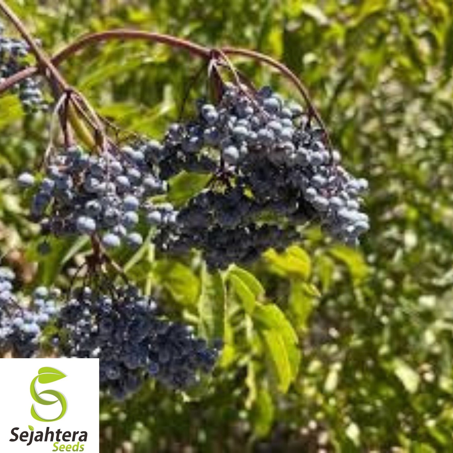 150+ Blue Elderberry Seeds - Sambucus Caerulea, Medicinal, Hardy, Non-GMO