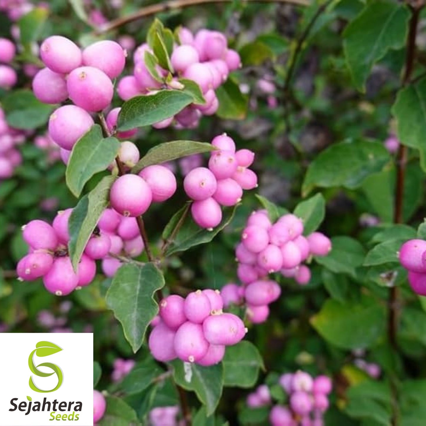 Coralberry Seeds {Symphoricarpos orbiculatus} 20+ Seeds