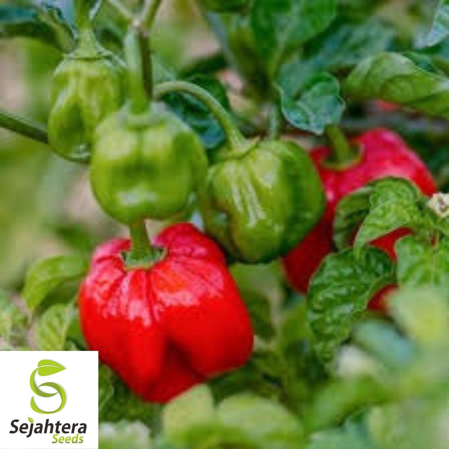 Scotch Bonnett Hot Pepper Seeds 20+ | Scoville 50,000-350,000 | Free Shipping