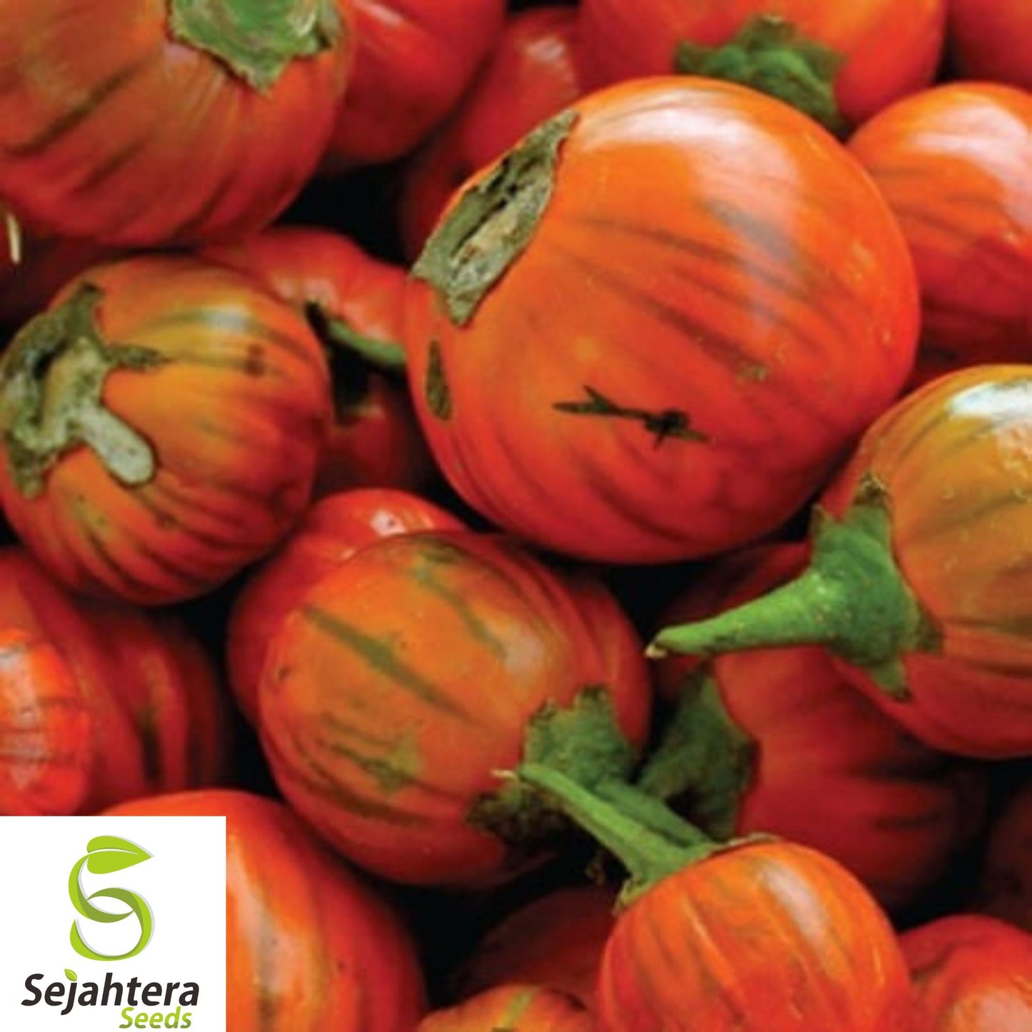 25+ Turkish Orange Eggplant Seeds - Heirloom, Organic, Non-GMO, Rare & Unique