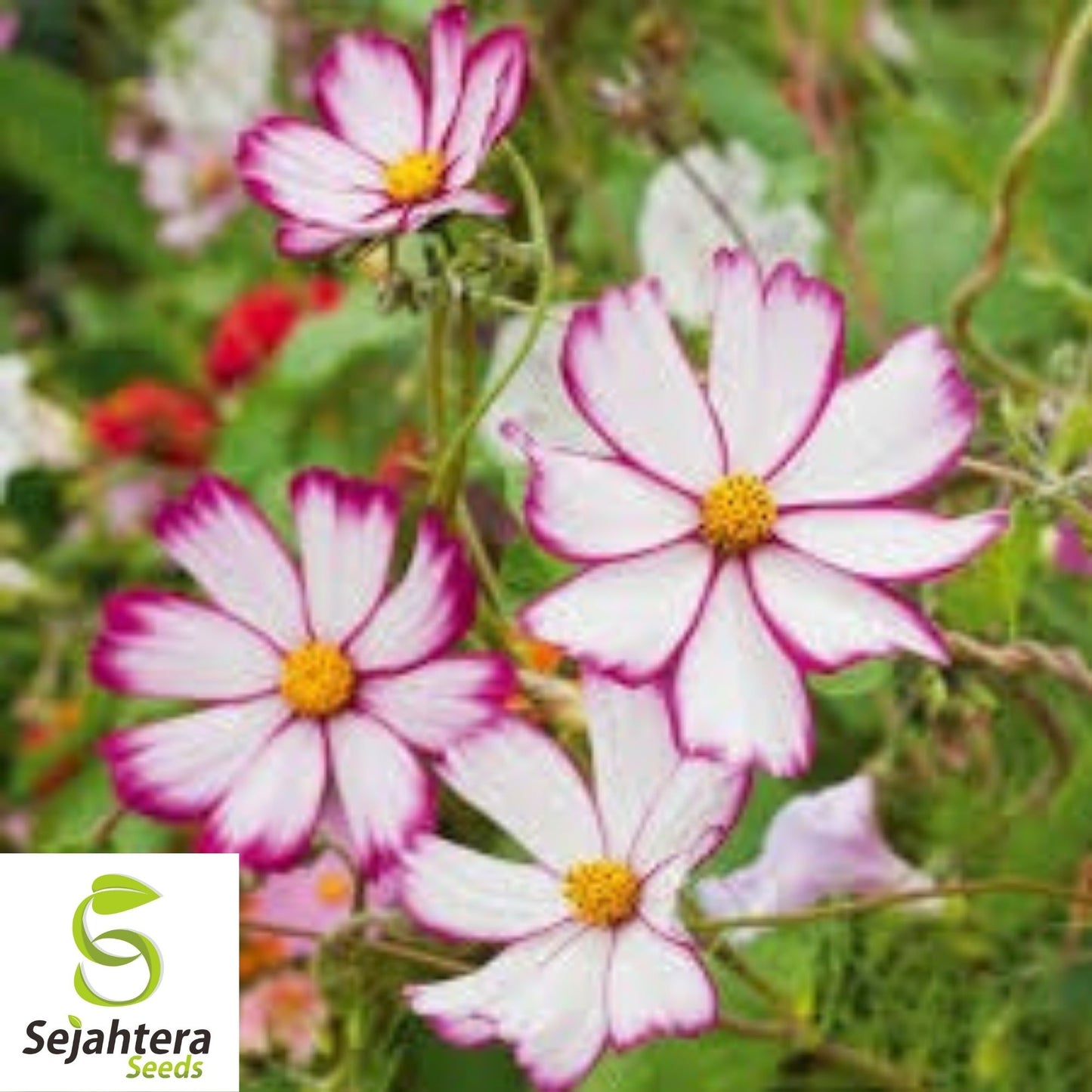100 Cosmos Picotee Seeds - Cosmo Bipinnatus, Stunning Flowers, USA