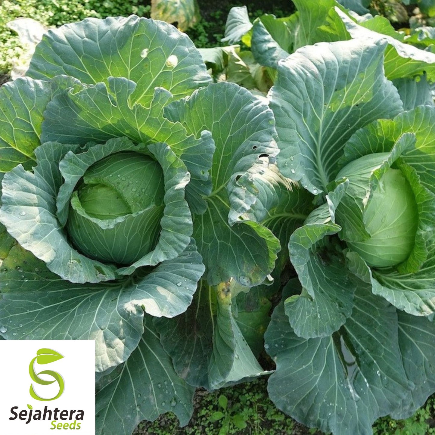 500 Copenhagen Market Early Cabbage Seeds - Non-GMO, Compact Heirloom Variety