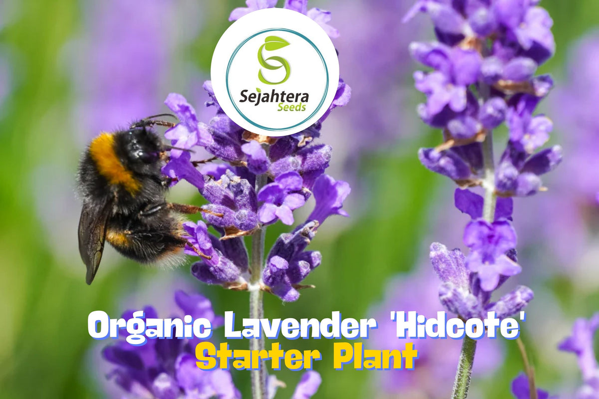 Organic Lavender Hidcote - Compact Perennial Herb Live Starter Plant