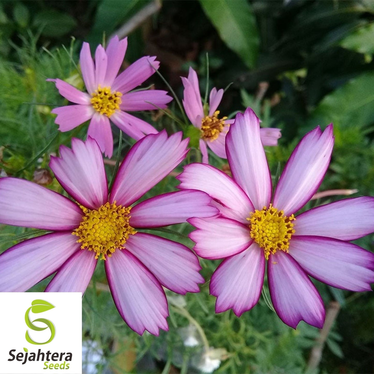 100 Cosmos Picotee Seeds - Cosmo Bipinnatus, Stunning Flowers, USA