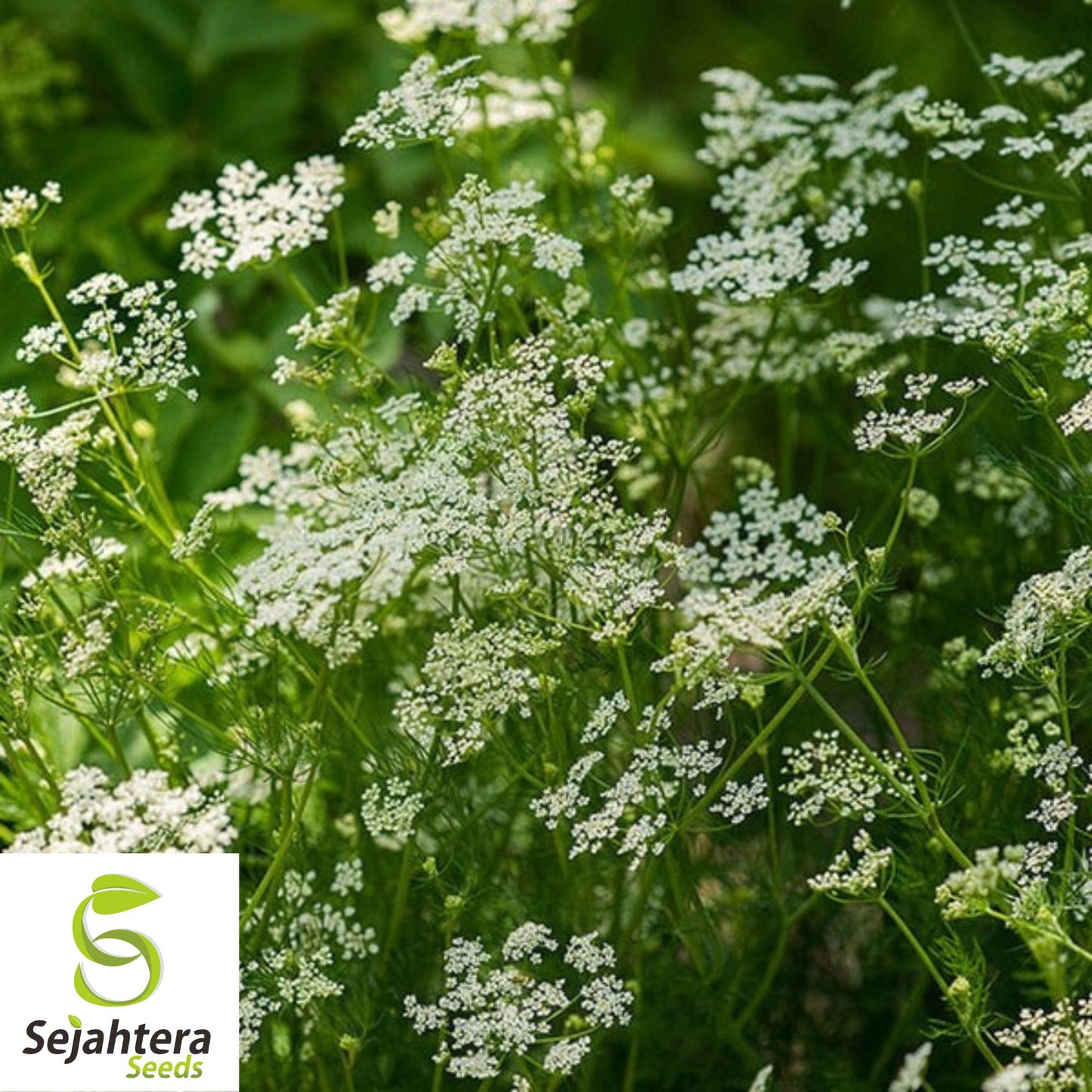 300+ Caraway Seeds - Non-GMO, Fresh Harvest & Aromatic Culinary Herb