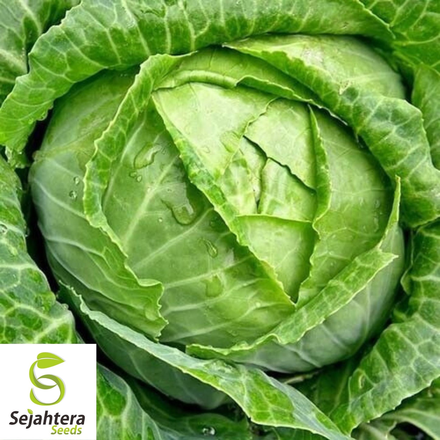 500 Copenhagen Market Early Cabbage Seeds - Non-GMO, Compact Heirloom Variety