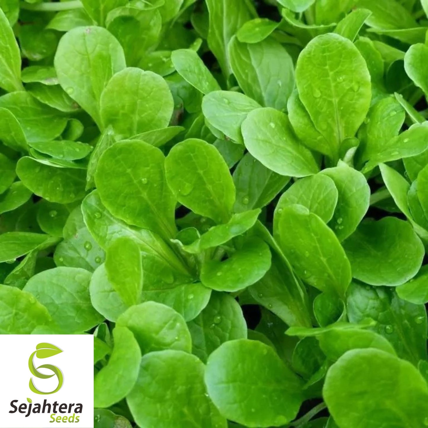 300+ Caraway Seeds - Non-GMO, Fresh Harvest & Aromatic Culinary Herb