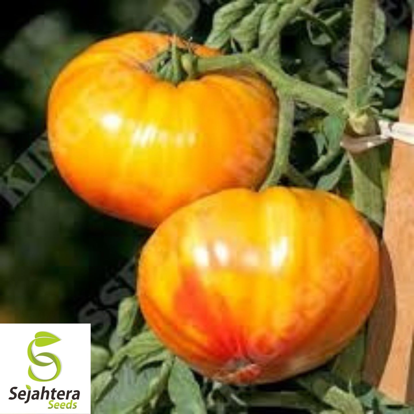 Buffalosun Tomato Seeds - 120+ Hybrid F1, Organic, High Yield & Fresh