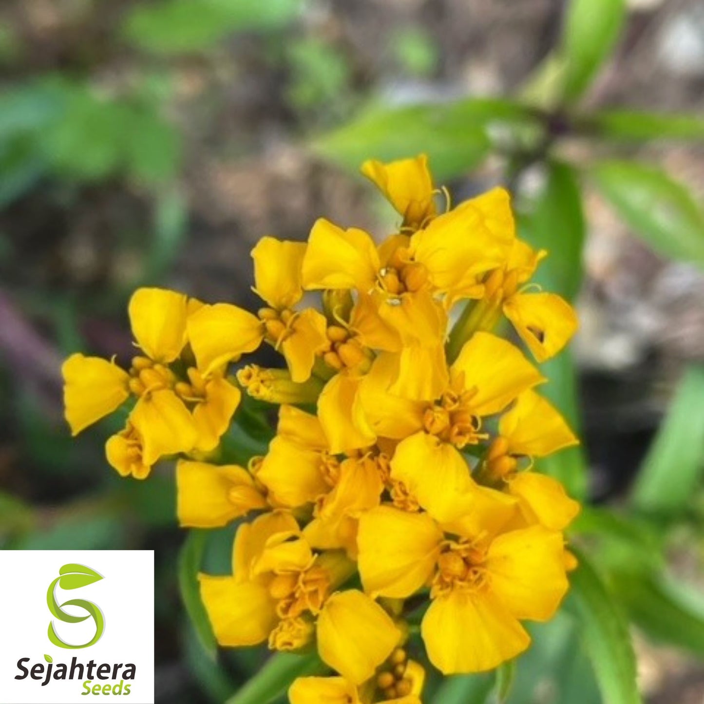 Mexican Mint Marigold Seeds {Tagetes lucida} 50+ | Medicinal Herb, Spice & Flower