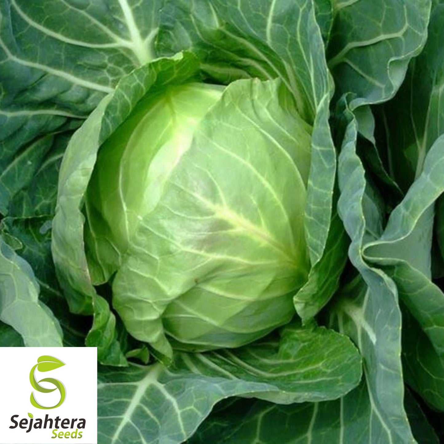 500 Copenhagen Market Early Cabbage Seeds - Non-GMO, Compact Heirloom Variety