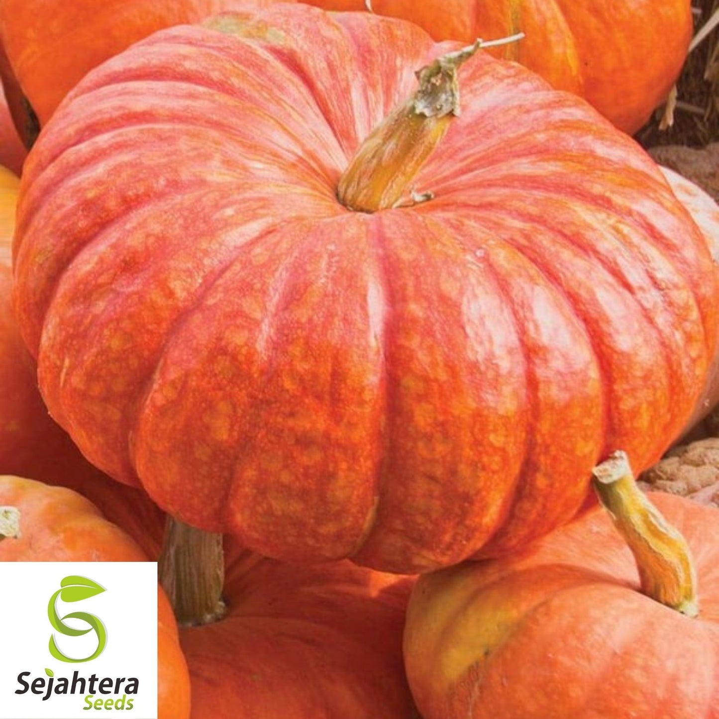 Cinderella Pumpkin Seeds 10 Ct | Rouge vif D'Etampes Heirloom NON-GMO USA